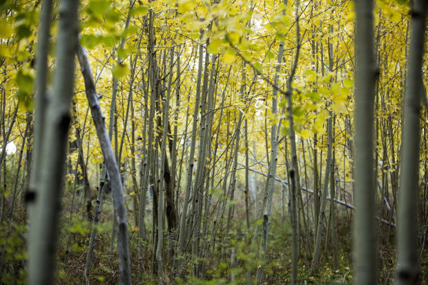 Fall colors on Mount Lemmon